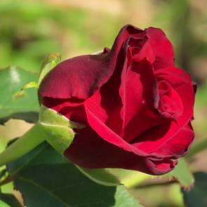 �������� �����