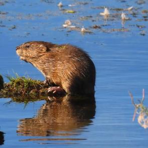 �������� ����