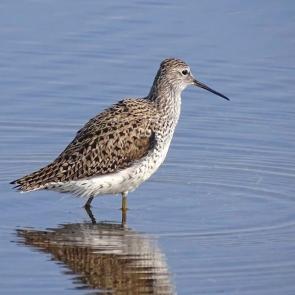 ������� ����