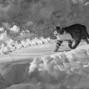 ���������� ��� ���������