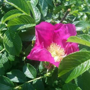 ����: ����� ����