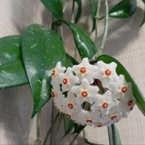 ����: ����