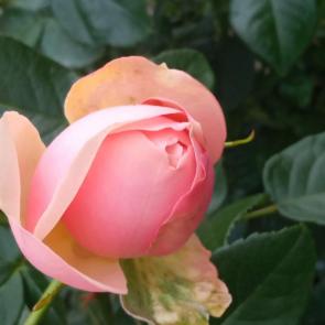 �������� �����