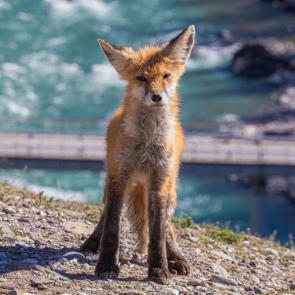 ����: �������� ���