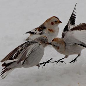 ����: �������