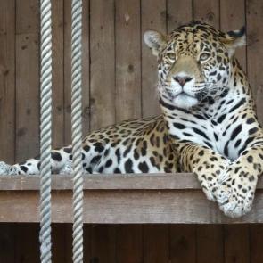 ����: �����