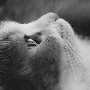 ���� ��������: 