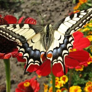 ����: ������