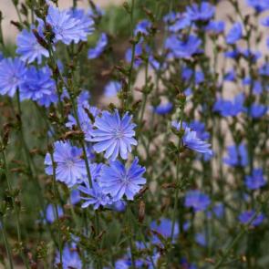 ����: ��� ����� �������