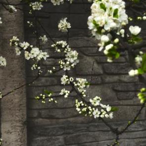 ����: �����