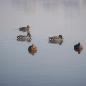 ����: ������