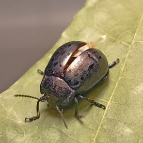 ����: ���