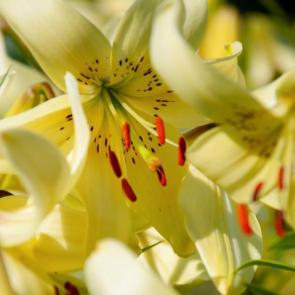 ����: ������ ������� � ������