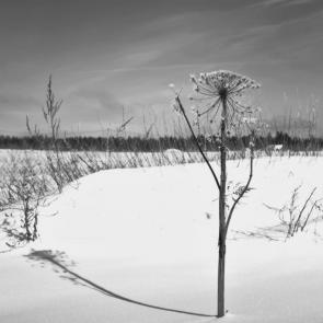 ���� ��������: 