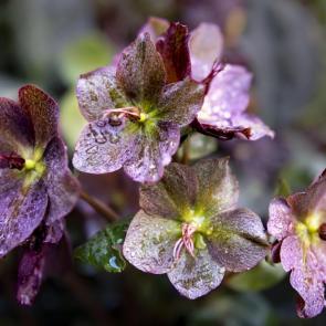 ����: ������