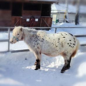 ����: � ��������� �������) 