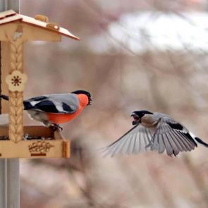 ����: ���������. 