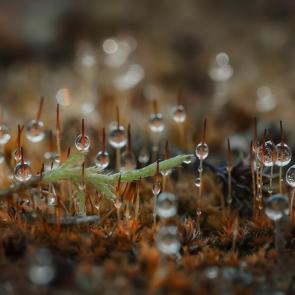 ����� - ��������