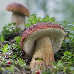 ����: ����� �����...