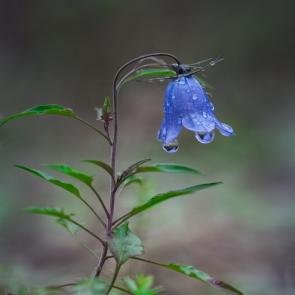 ����: ����������� ����� �����...