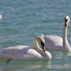 ���� ��������: ����