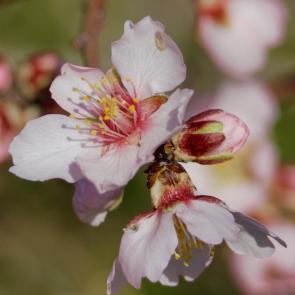 ���� ��������: ����� ������� - �������� �������