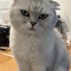 ����: ��������