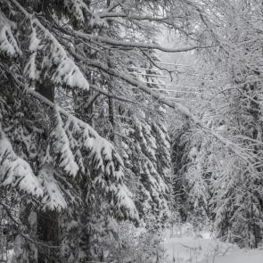 ���� ��������: 