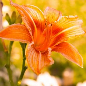 ���� ��������: �������� �����