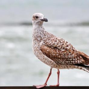 ���� ��������: � ����. 