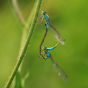 ������ ���� � �������