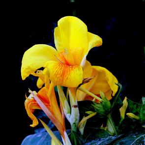 ����: ������ ���