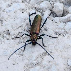 ����:  ��������� ����