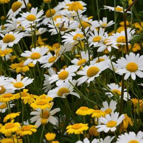 ����: �������