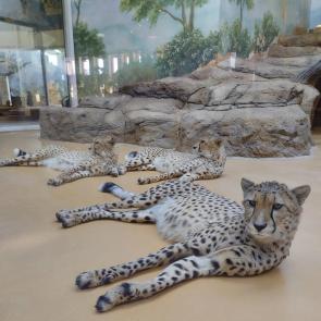 ����: ��������� 