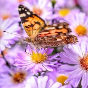 ����: ��������� ����