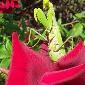 ����: �������