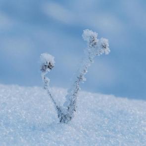 ���� ��������: ����