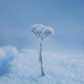 ����: ����������� ��������