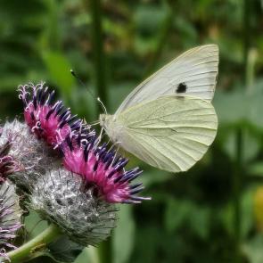 ����: ��������� ������� 