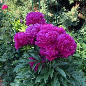 ����: �������� �������� �����