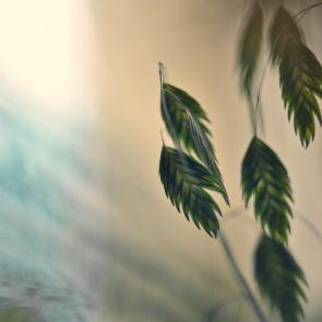 ���� ��������: 