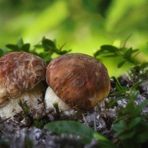 ����: ���������...