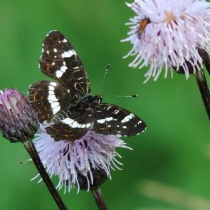 ����: �������������� ����������