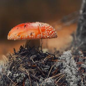 ����: �������...