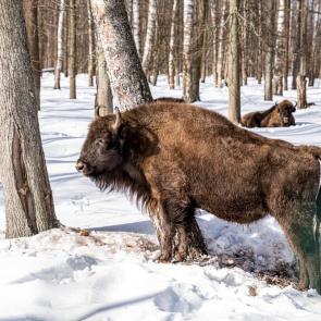 �������� ����