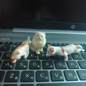 ����: ����.