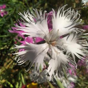 �������� �����