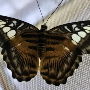 ����: �������� �������