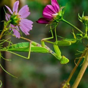 ����: �������